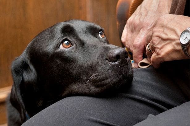 The Turpin children had a police dog when facing their parents in court. He’s comforted them for months.